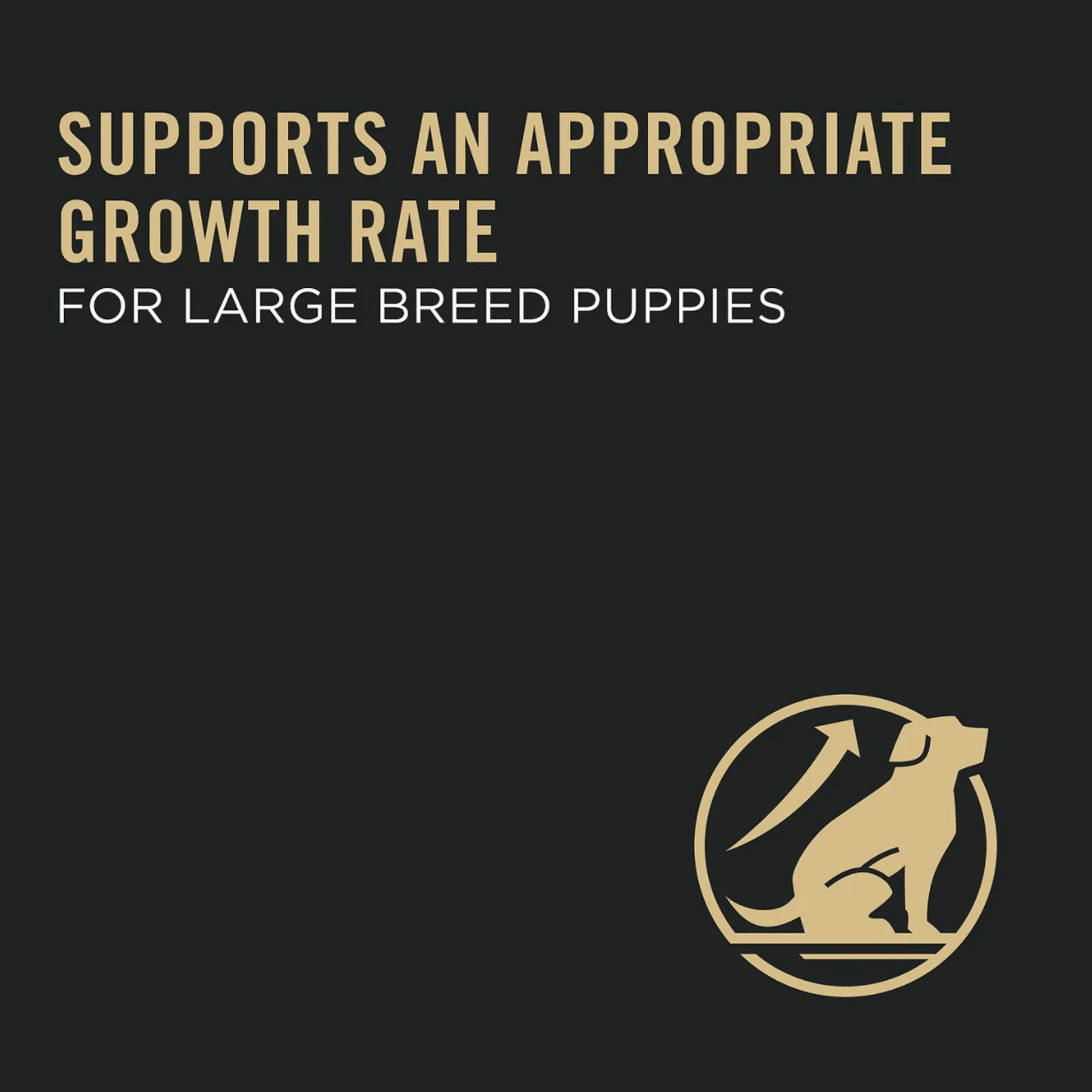 Purina Pro Plan Puppy Large Breed Chicken & Rice Formula with Probiotics Dry Dog Food - Image 2