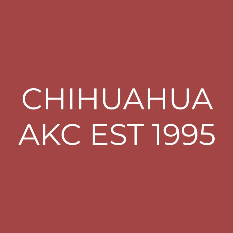 Chihuahua Embroidered AKC Quarter Zip - Image 15