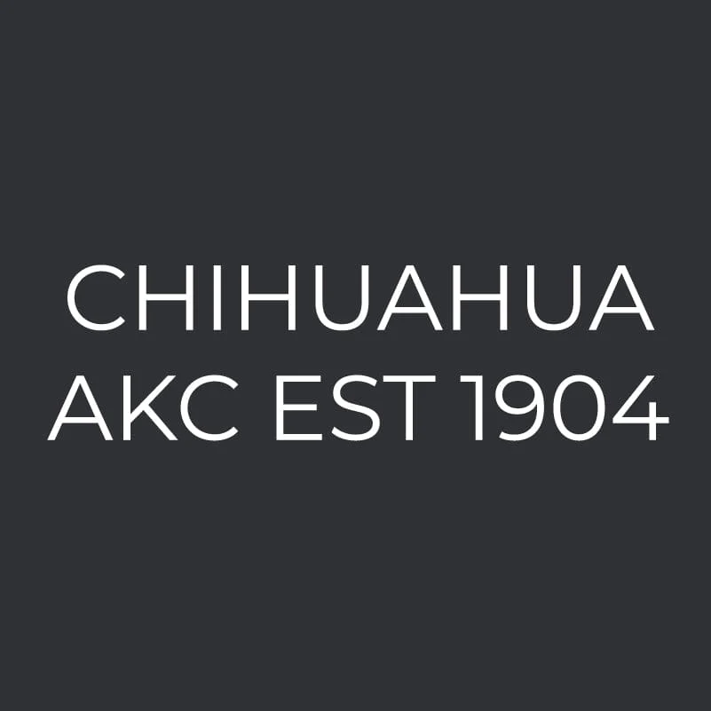 Chihuahua Embroidered AKC Men's Polo - Image 3