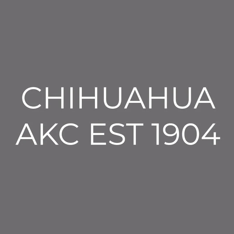 Chihuahua Embroidered AKC Men's Polo - Image 6