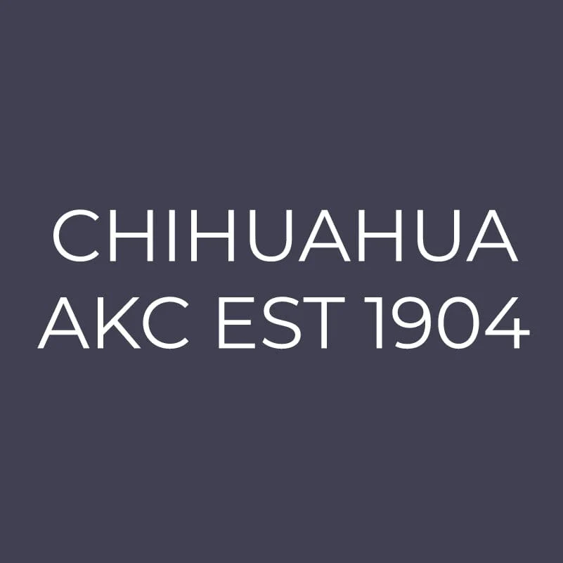 Chihuahua Embroidered AKC Men's Polo - Image 9
