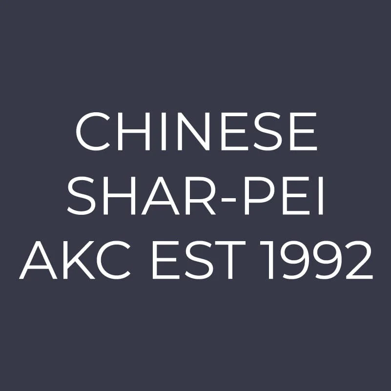 Chinese Shar-Pei  Embroidered AKC Women's Polo - Image 2