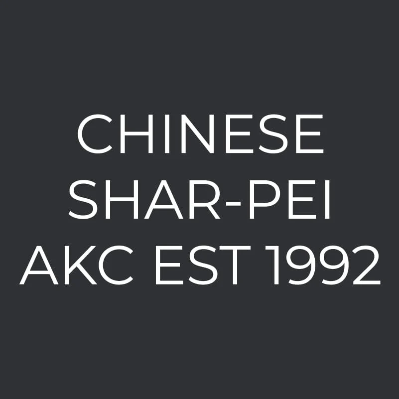 Chinese Shar-Pei Embroidered AKC Men's Polo - Image 3