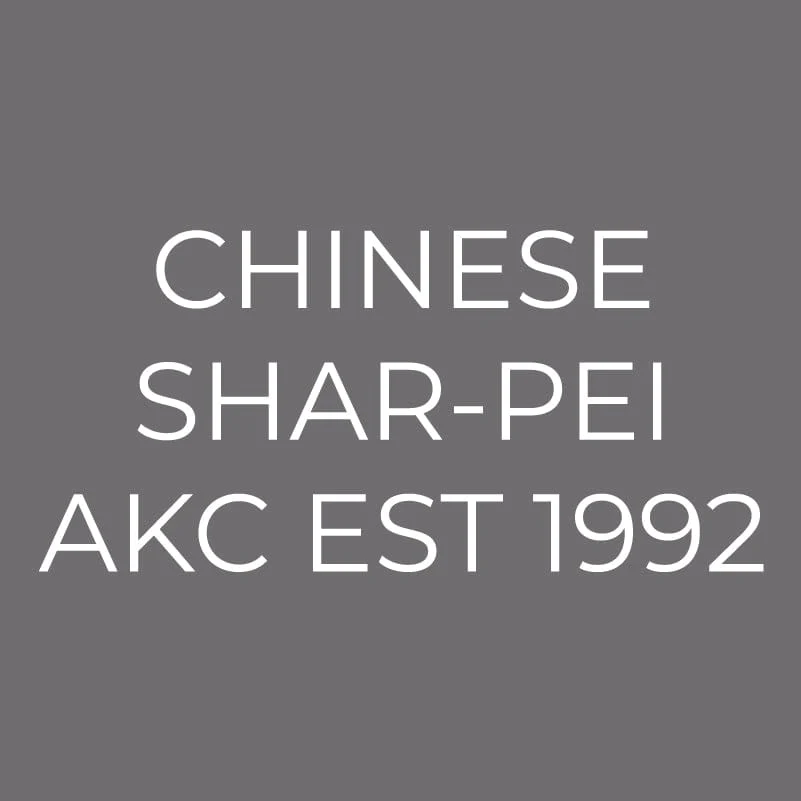Chinese Shar-Pei Embroidered AKC Men's Polo - Image 6