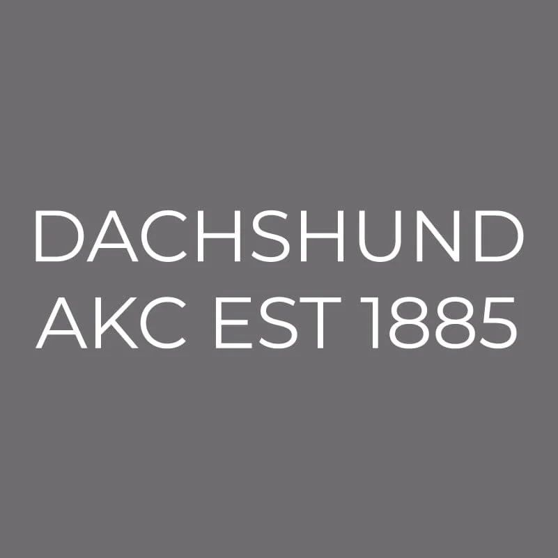 Dachshund Embroidered AKC Men's Polo - Image 3