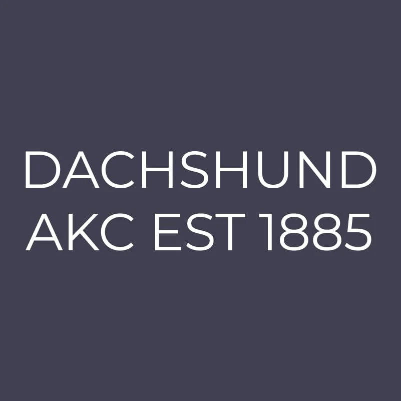 Dachshund Embroidered AKC Men's Polo - Image 9