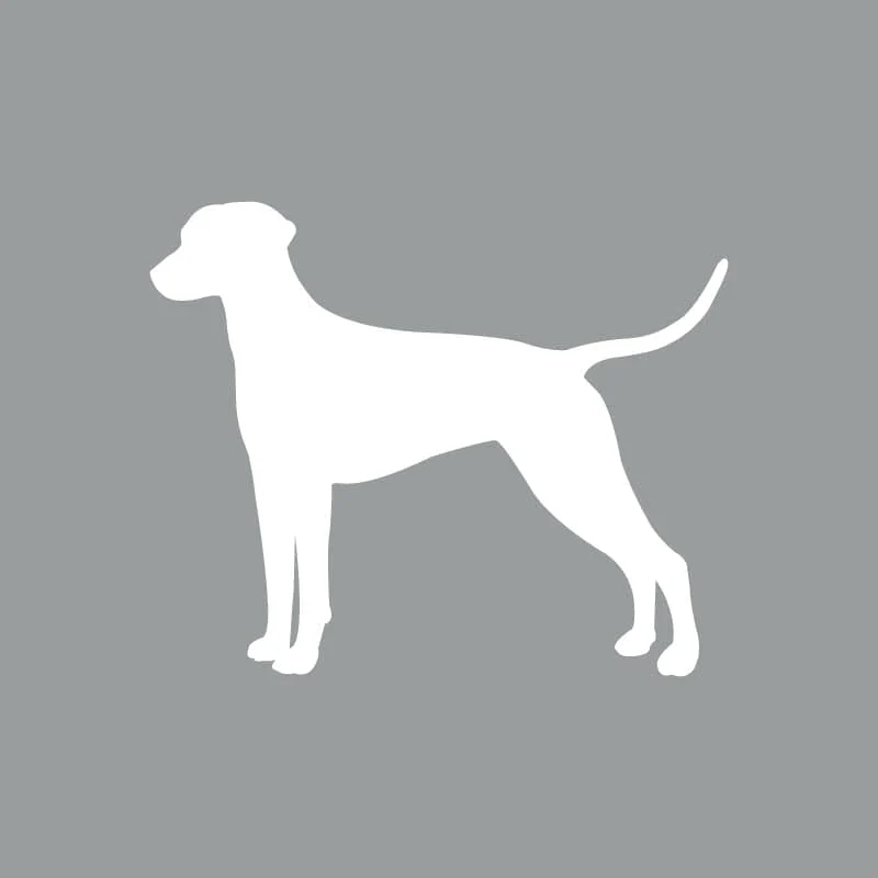 Dalmatian - Beanie - Image 4