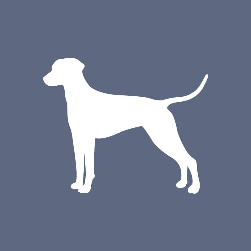 Dalmatian - Beanie - Image 6