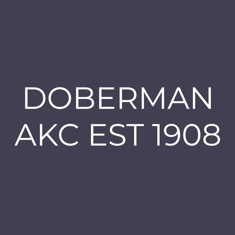 Doberman Pinscher Embroidered AKC Men's Polo - Image 3