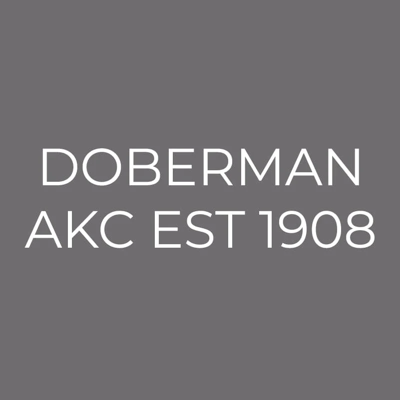 Doberman Pinscher Embroidered AKC Men's Polo - Image 9
