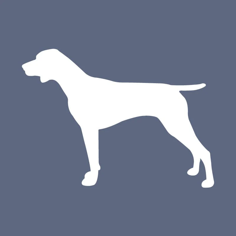 German Shorthair Pointer - Beanie - Image 5