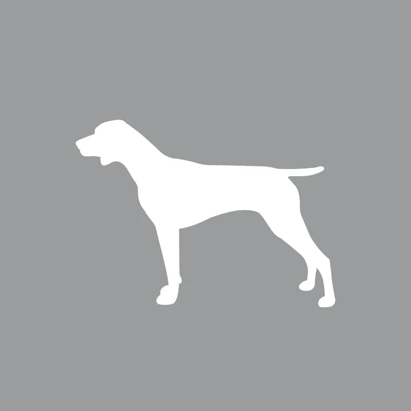 German Shorthair Pointer - Beanie - Image 6