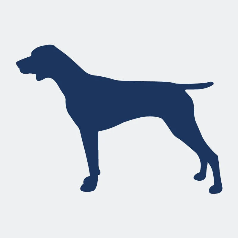 German Shorthaired Pointer Embroidered AKC Women's Polo - Image 8