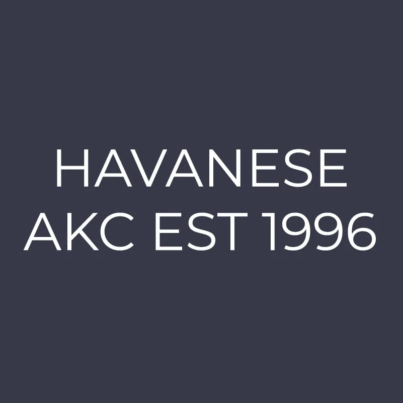 Havanese Embroidered AKC Women's Polo - Image 3