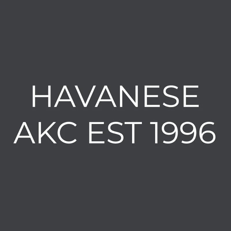 Havanese Embroidered AKC Women's Polo - Image 6