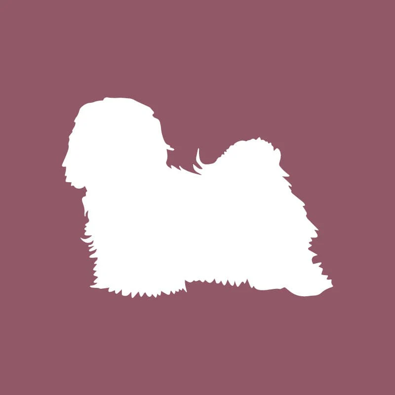 Havanese - Beanie - Image 5