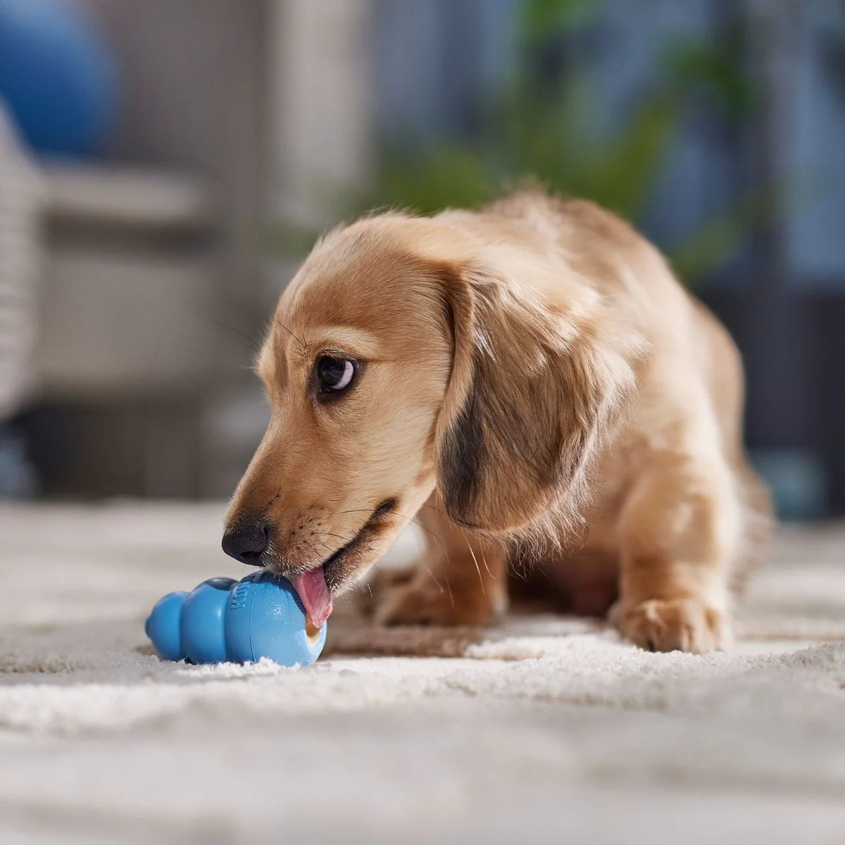 KONG Puppy Chew Dog Toy - Image 2