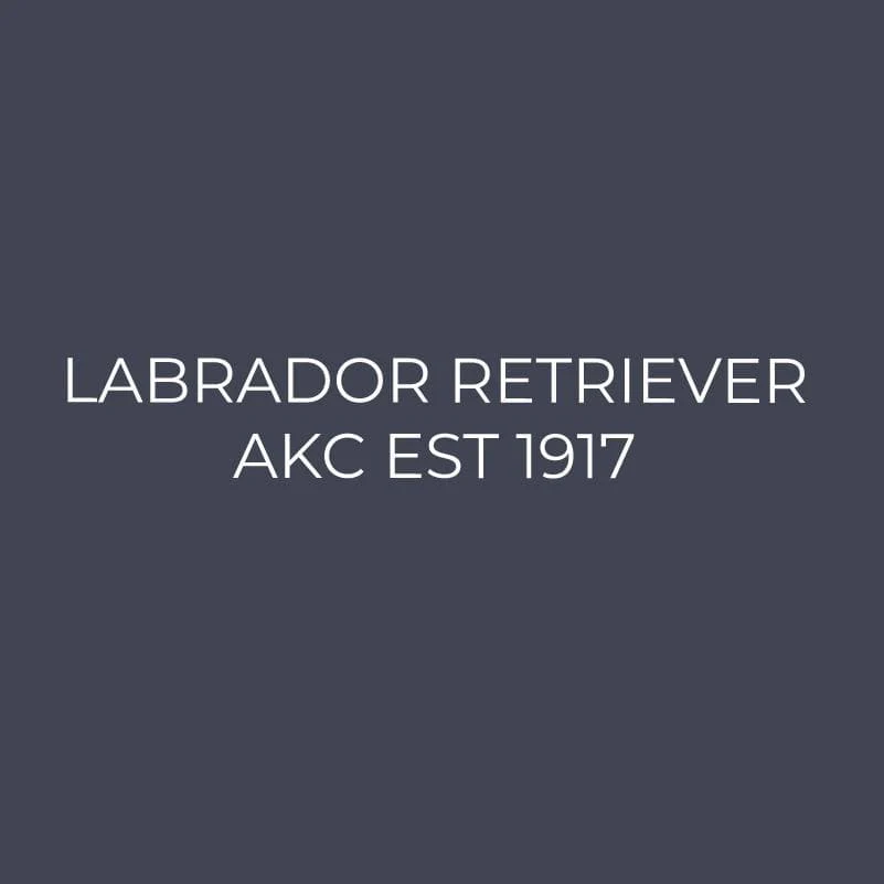 Labrador Retriever Embroidered AKC Quarter Zip - Image 12