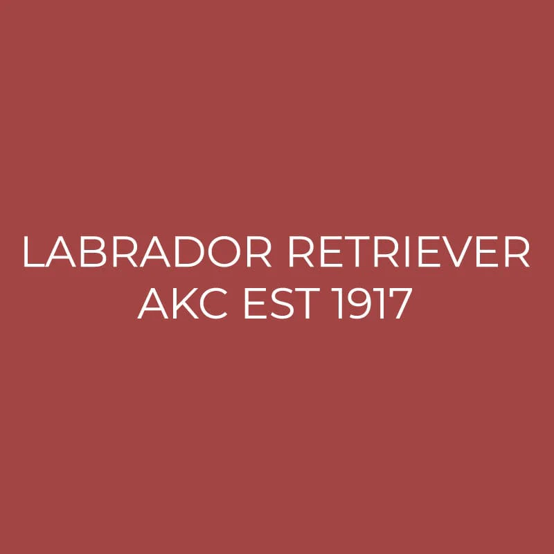 Labrador Retriever Embroidered AKC Quarter Zip - Image 3