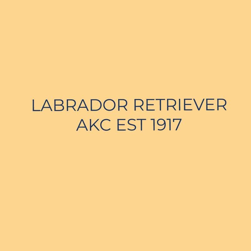 Labrador Retriever Embroidered AKC Quarter Zip - Image 6