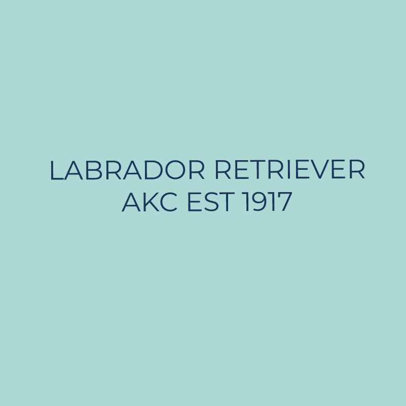 Labrador Retriever Embroidered AKC Quarter Zip - Image 9