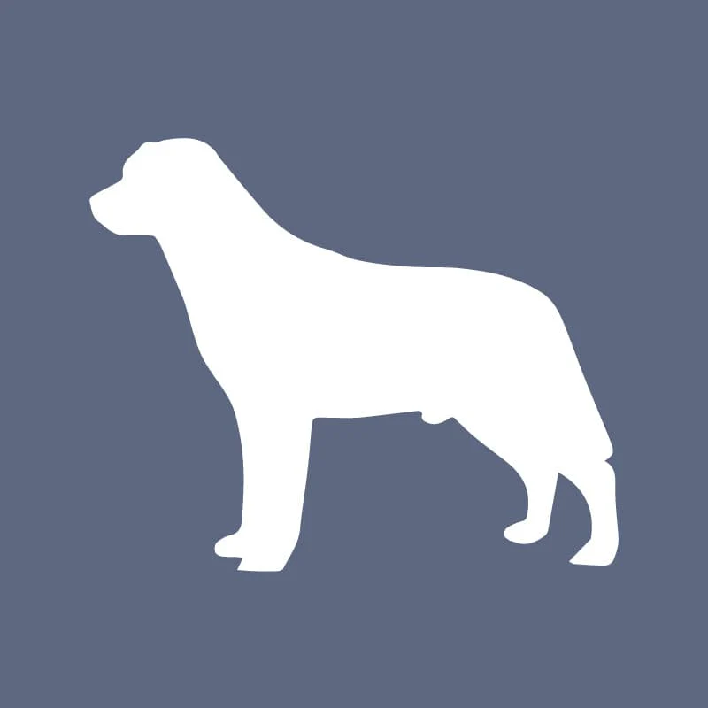 Labrador Retriever - Beanie - Image 2