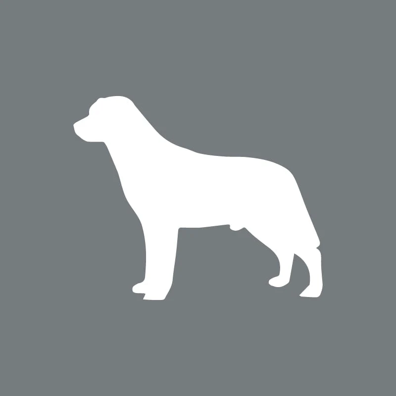 Labrador Retriever - Beanie - Image 4