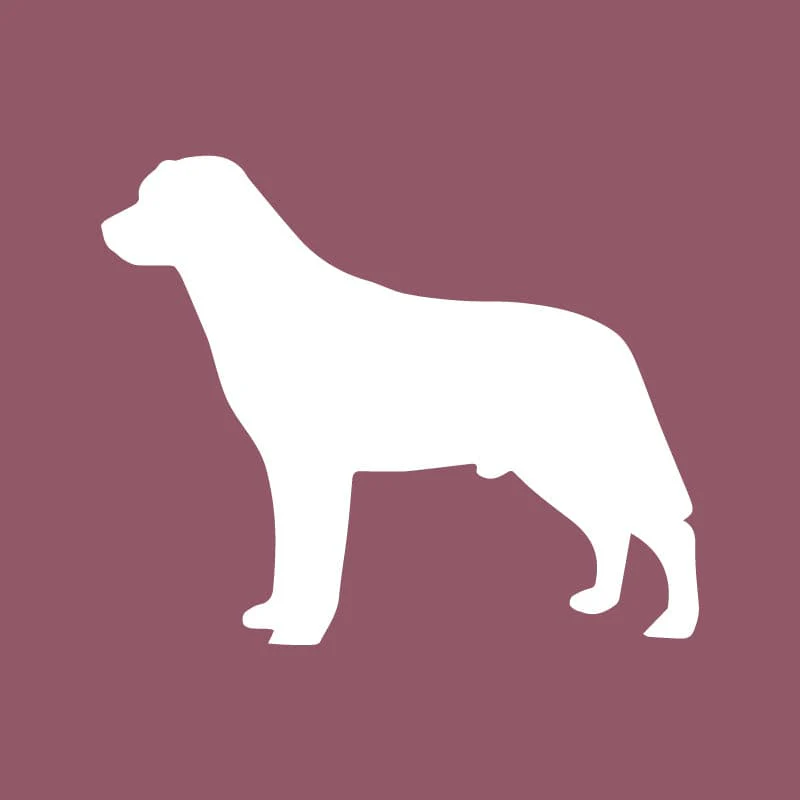 Labrador Retriever - Beanie - Image 5