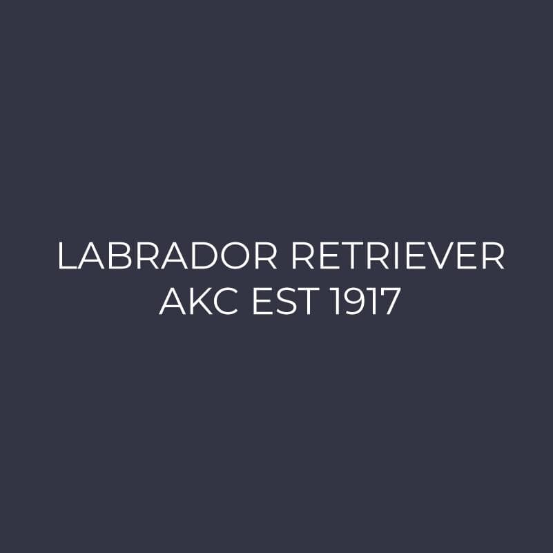 Labrador Retriever Embroidered AKC Women's Polo - Image 3