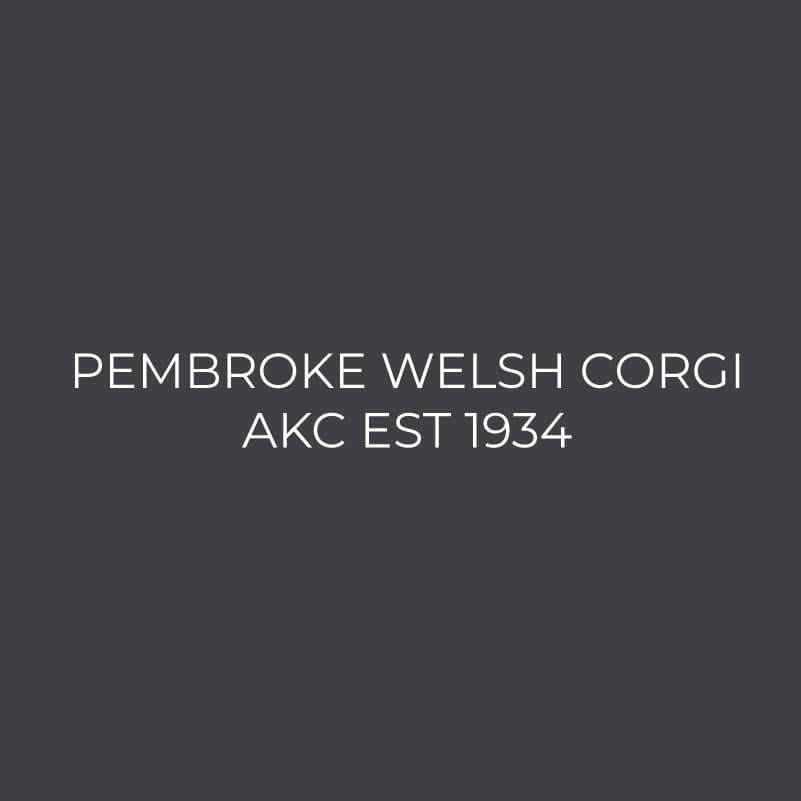 Pembroke Welsh Corgi Embroidered AKC Women's Polo - Image 6