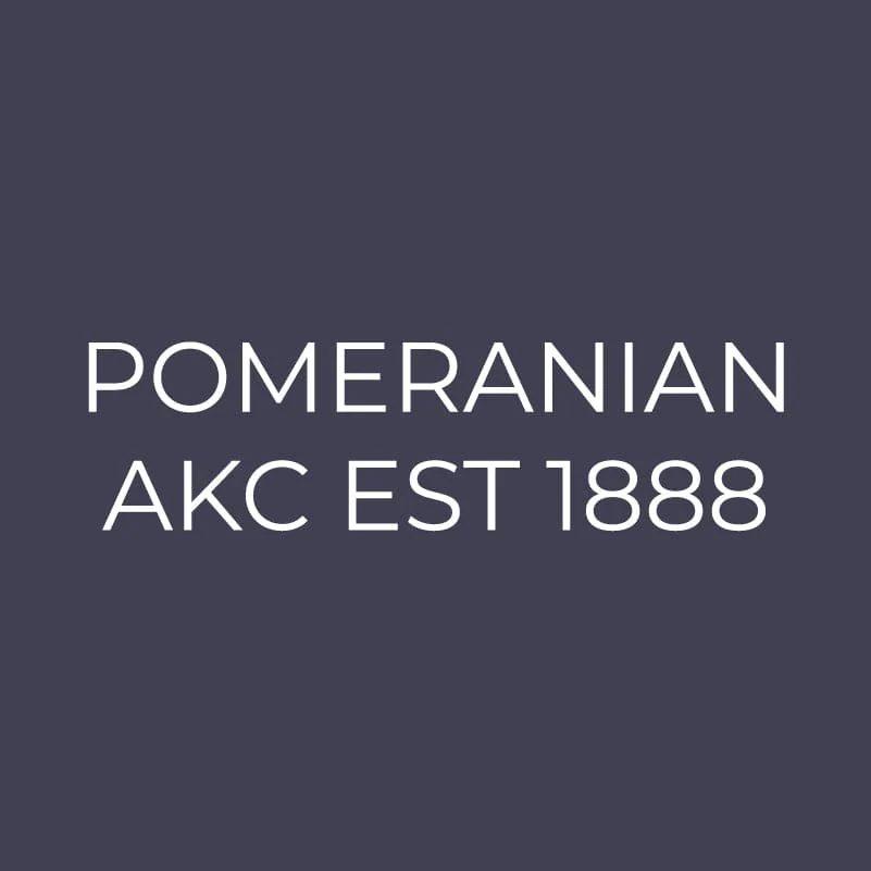 Pomeranian Embroidered AKC Men's Polo - Image 3