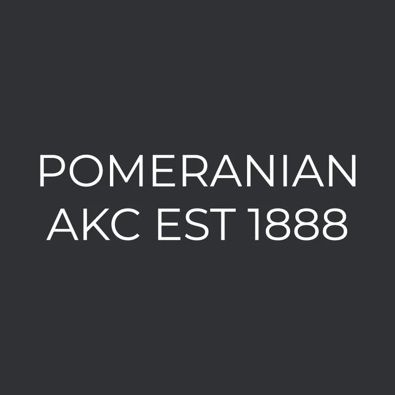 Pomeranian Embroidered AKC Men's Polo - Image 6
