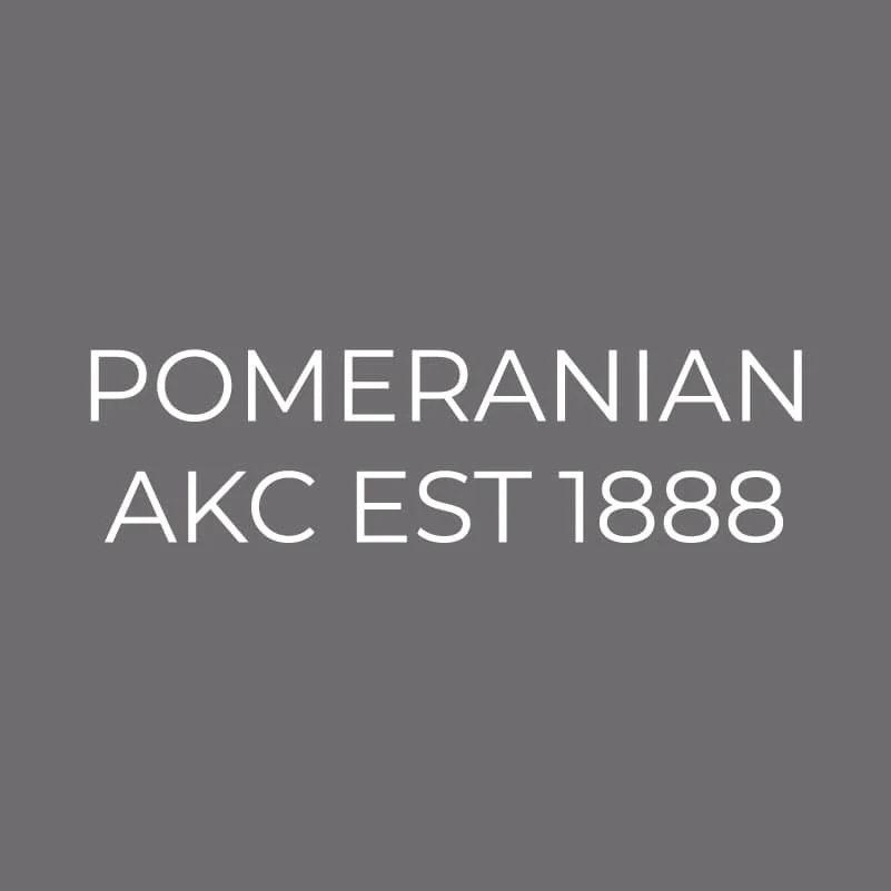 Pomeranian Embroidered AKC Men's Polo - Image 9