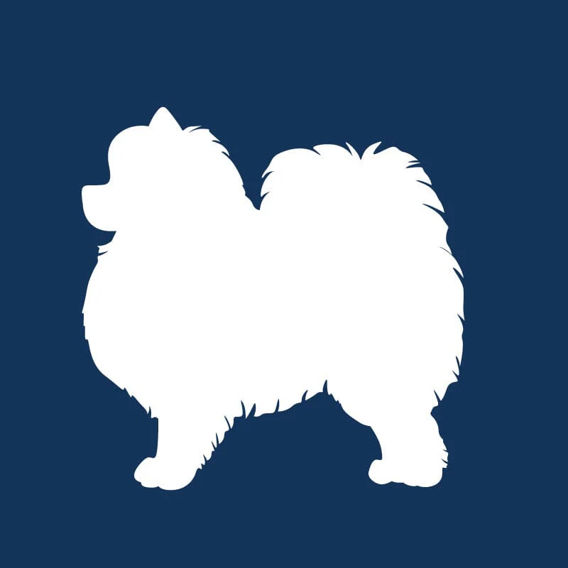 Pomeranian AKC Embroidered Visor - Image 8