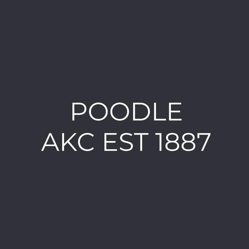 Poodle Embroidered AKC Men's Polo - Image 3