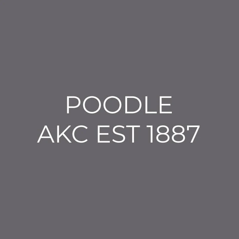 Poodle Embroidered AKC Men's Polo - Image 6