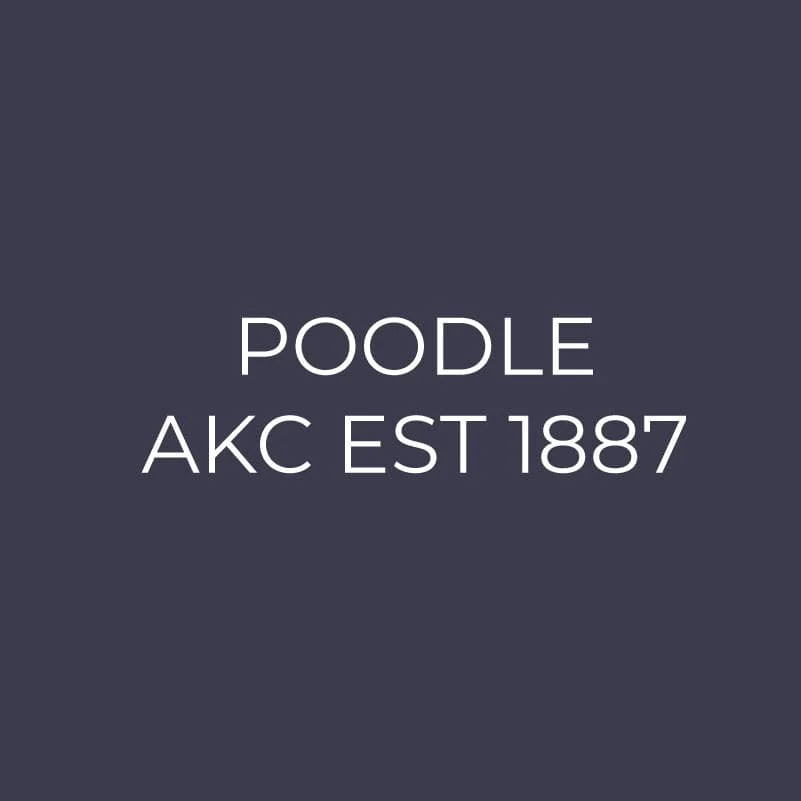 Poodle Embroidered AKC Men's Polo - Image 9