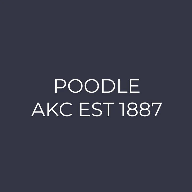 Poodle Embroidered AKC Women's Polo - Image 6