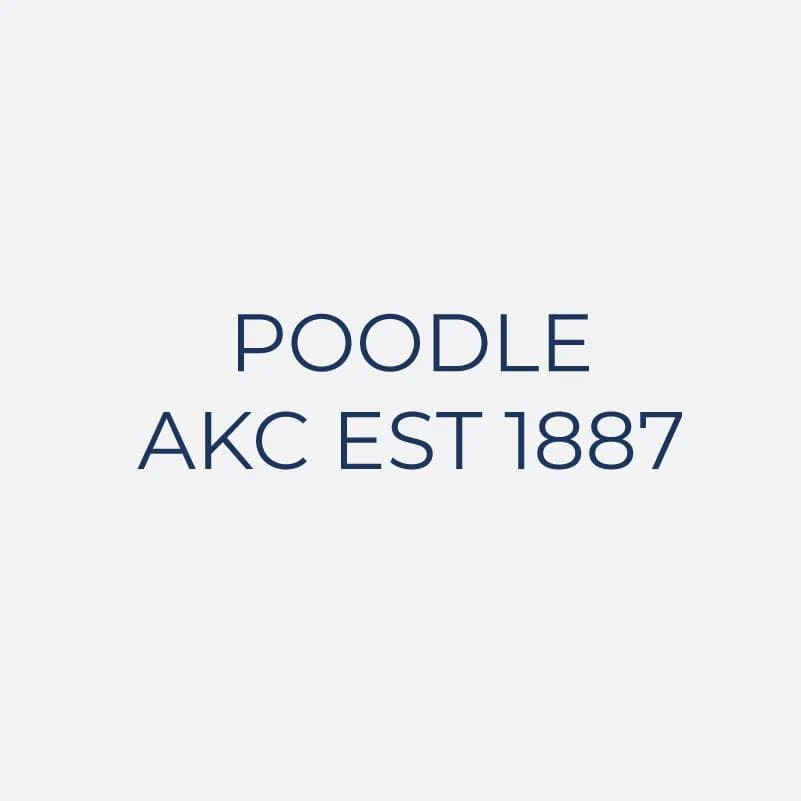 Poodle Embroidered AKC Women's Polo - Image 9