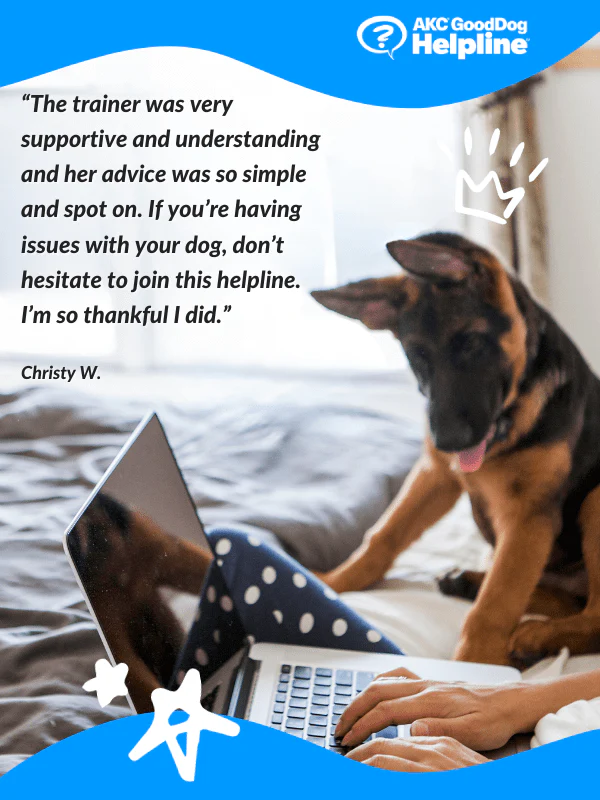 AKC GoodDog Helpline Video Training Consultation - Image 2