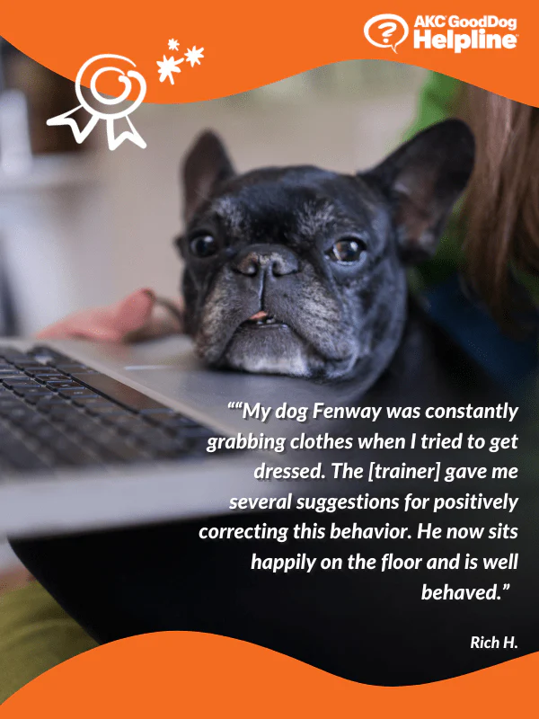 AKC GoodDog Helpline Video Training Consultation - Image 3