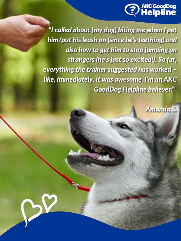 AKC GoodDog Helpline - Image 2