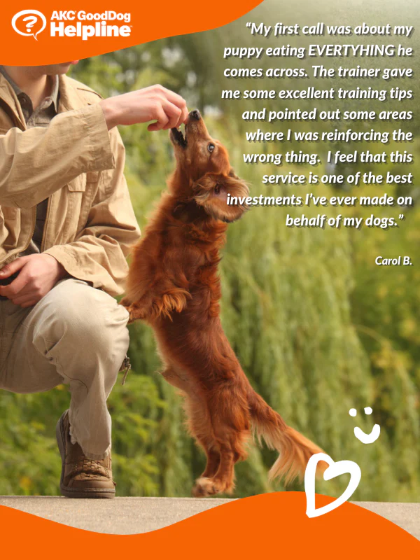 AKC GoodDog Helpline - Image 3