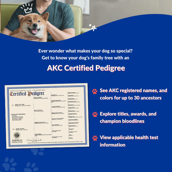 AKC Certified Pedigrees - Image 4