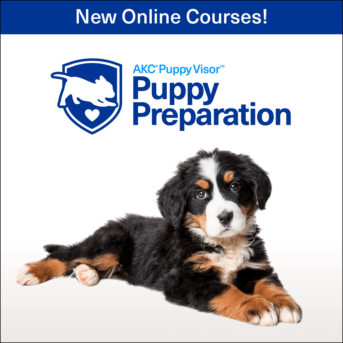 Puppy Preparation Series – Online Courses - Image 3