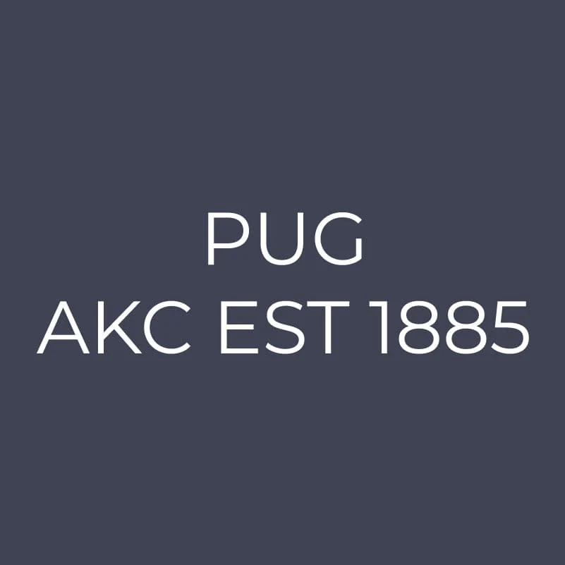 Pug Embroidered AKC Quarter Zip - Image 12