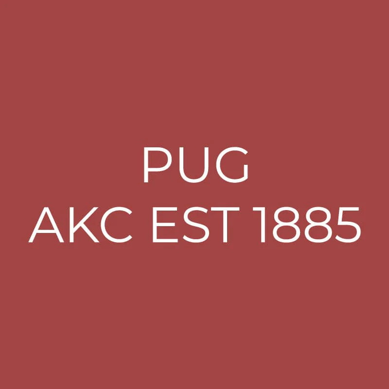 Pug Embroidered AKC Quarter Zip - Image 15