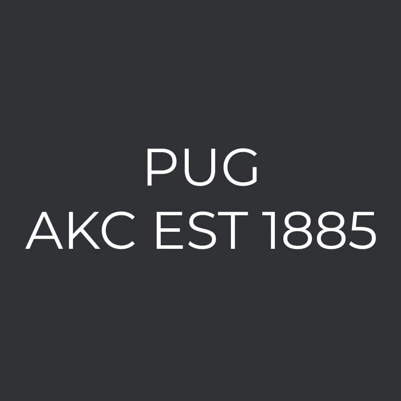 Pug Embroidered AKC Men's Polo - Image 3