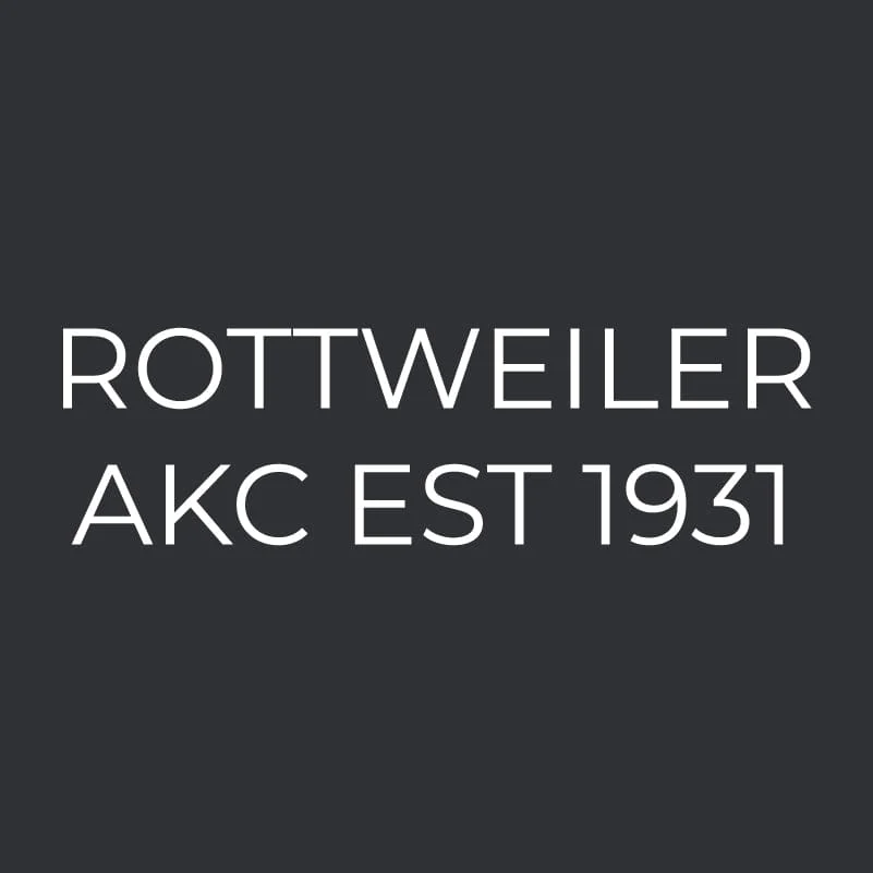 Rottweiler Embroidered AKC Men's Polo - Image 3