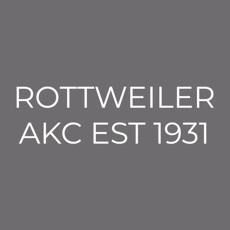 Rottweiler Embroidered AKC Men's Polo - Image 6
